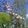 voorjaar magnolia.