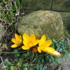 voorjaar crocusjes