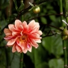 dahlia