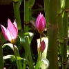 botanisch tulpje