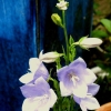 campanula