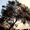 catalpa-boom