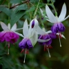 fuchsia