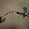 gaura-l