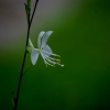 gaura-3c