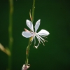 gaura 3b