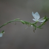gaura-2