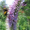 hommel