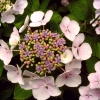 hortensia