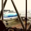 schiphol  vogeltje